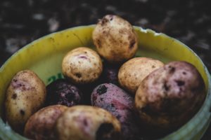 Patate con germogli: sono mangiabili?