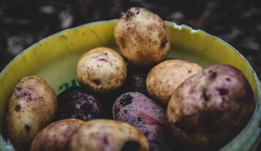 Patate con germogli: sono mangiabili?