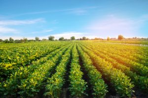 Giornata Mondiale dell’Acqua- le patate tra gli alimenti con l’impronta idrica minore