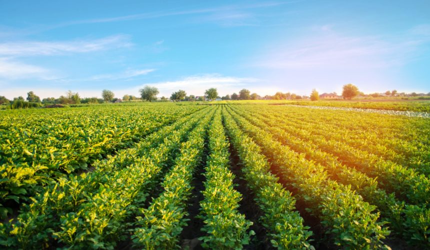 Giornata Mondiale dell’Acqua- le patate tra gli alimenti con l’impronta idrica minore